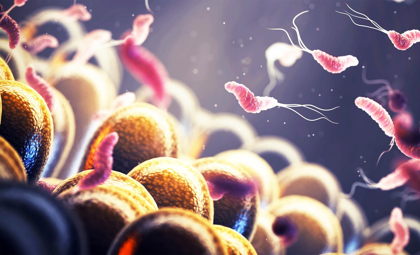 New gut microbiome study connect obesity with certain types of cancer