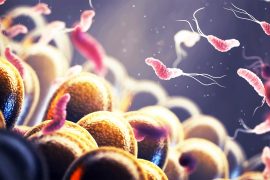 2025/11/gut-microbes_obesity-cancer-link_1m.jpg
