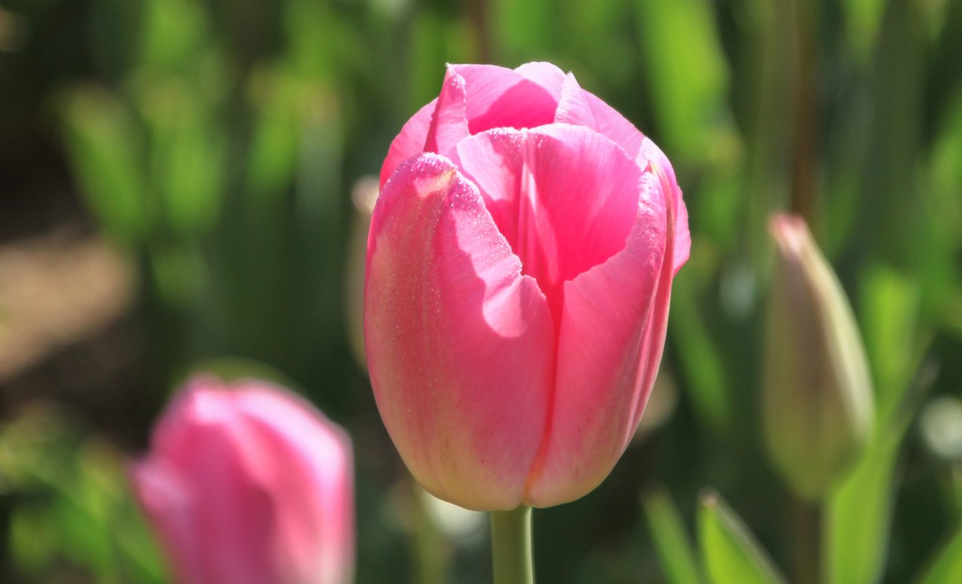 Why glossy flower petals are so rare and risky