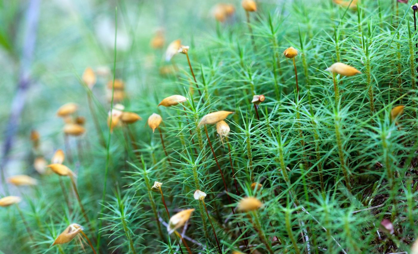 Moss spores are now launch weeks earlier due to climate warming