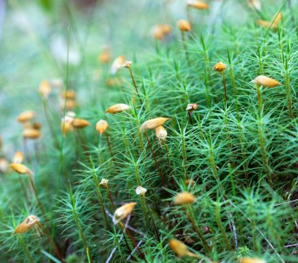 2025/11/Moss-spores.jpg