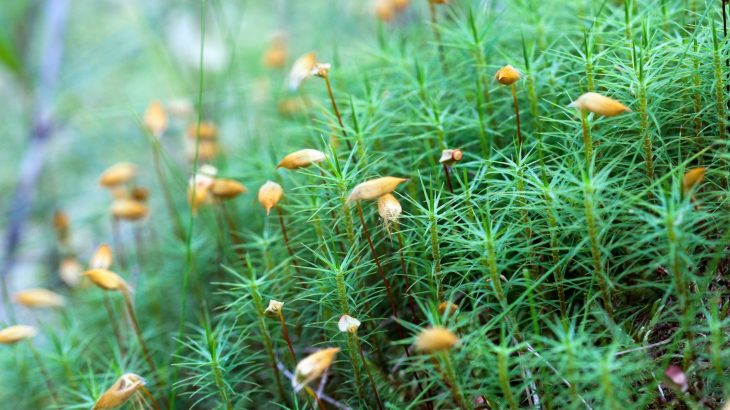 Moss spores are launching weeks earlier due to climate warming