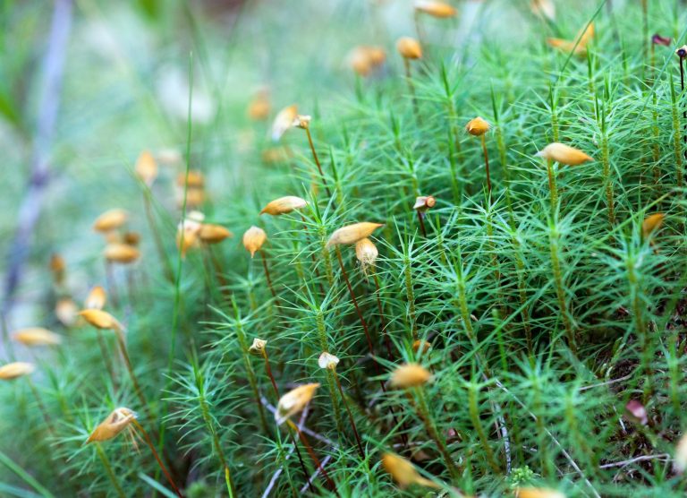 2025/11/Moss-spores.jpg
