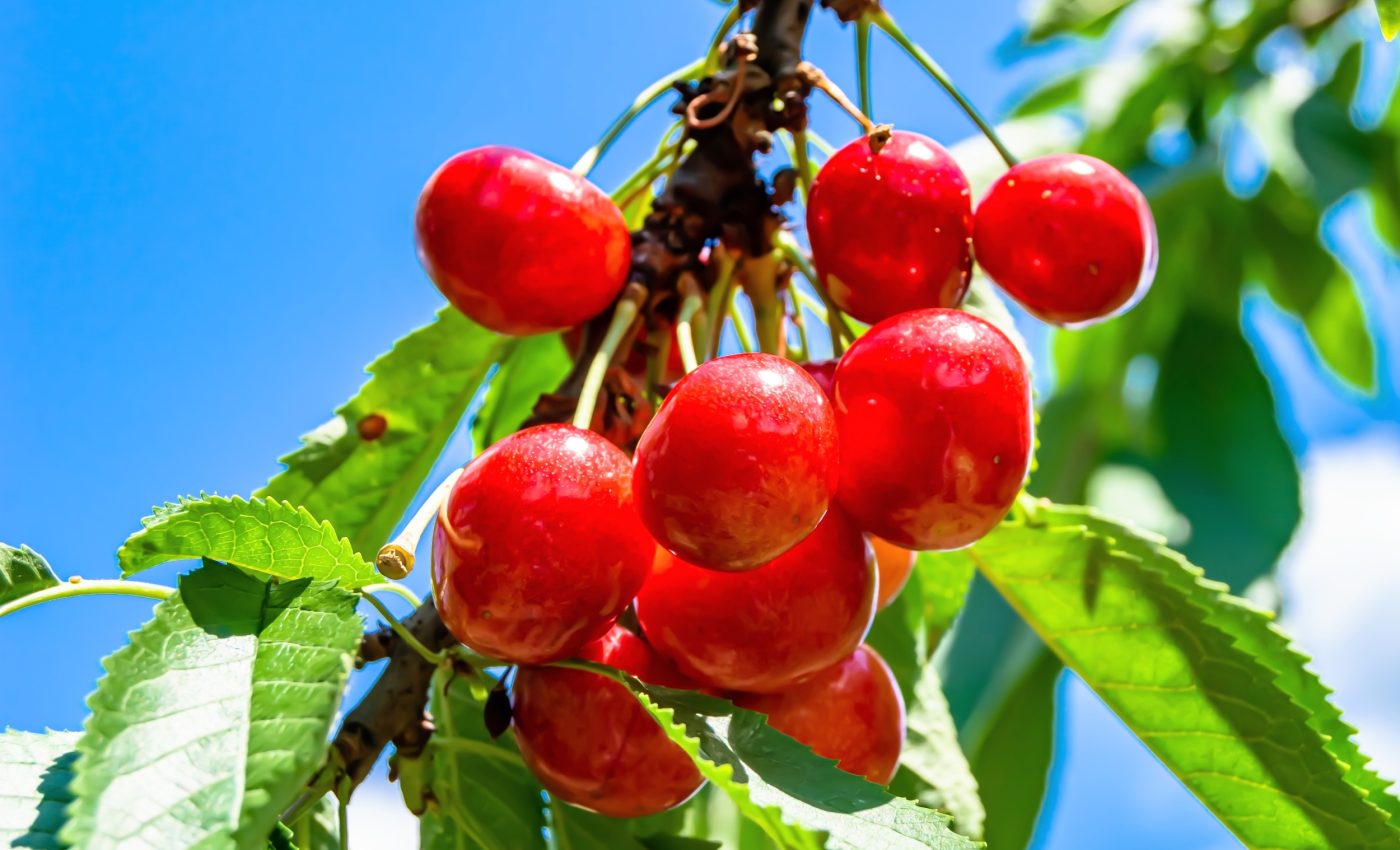 Why cherry growers are turning to a tiny predator for help
