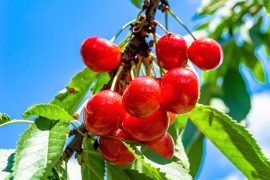 2025/11/Cherries-birds.jpg