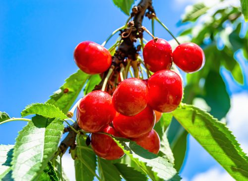 2025/11/Cherries-birds.jpg