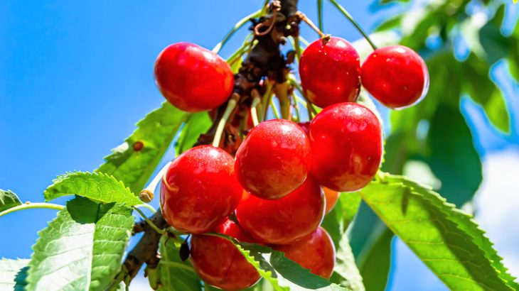 Why cherry growers are turning to a tiny predator for help