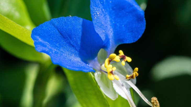 Urban heat is driving explosive evolution in a wild plant