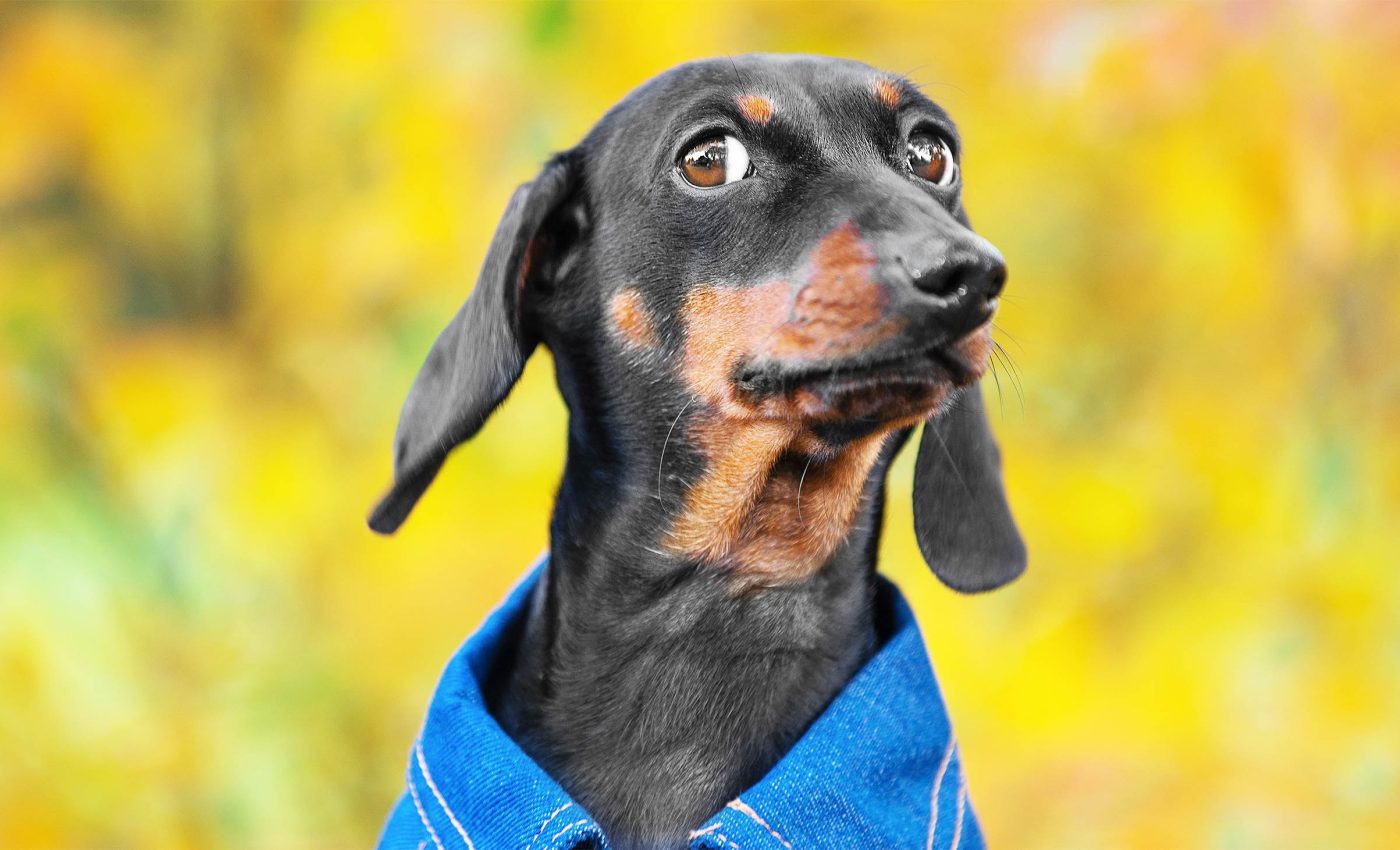 If your dog doesn't like someone, there is a very good reason