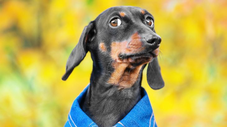 If your dog doesn't like someone, there is a very good reason