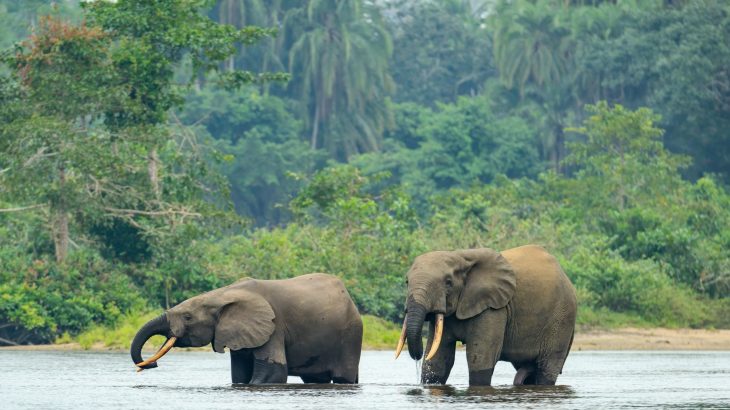 Africa’s forests have flipped from carbon sink to carbon source