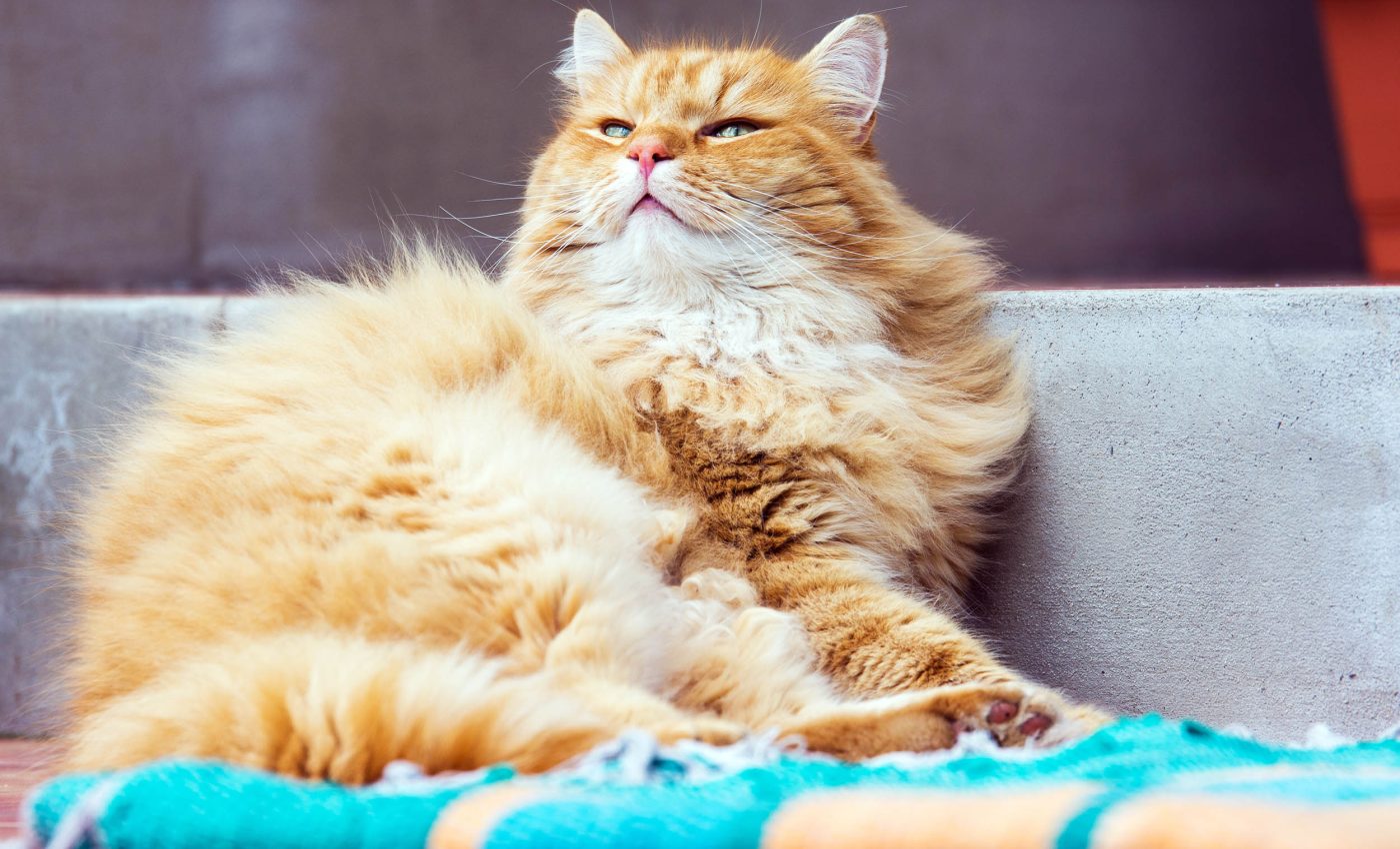 Why some owners believe their pets feel complex emotions like jealousy, pride, and even guilt