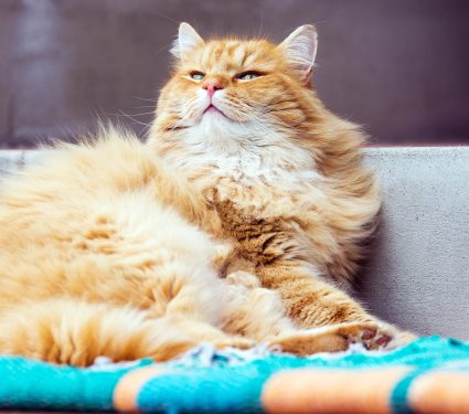 Proud,Ginger,Cat,Lying,On,The,Carpet,In,Front,Of