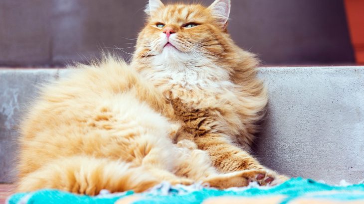 Why some owners believe their pets feel complex emotions like jealousy, pride, and even guilt