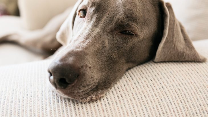 Does CBD have a calming effect on dogs? A new study offers answers