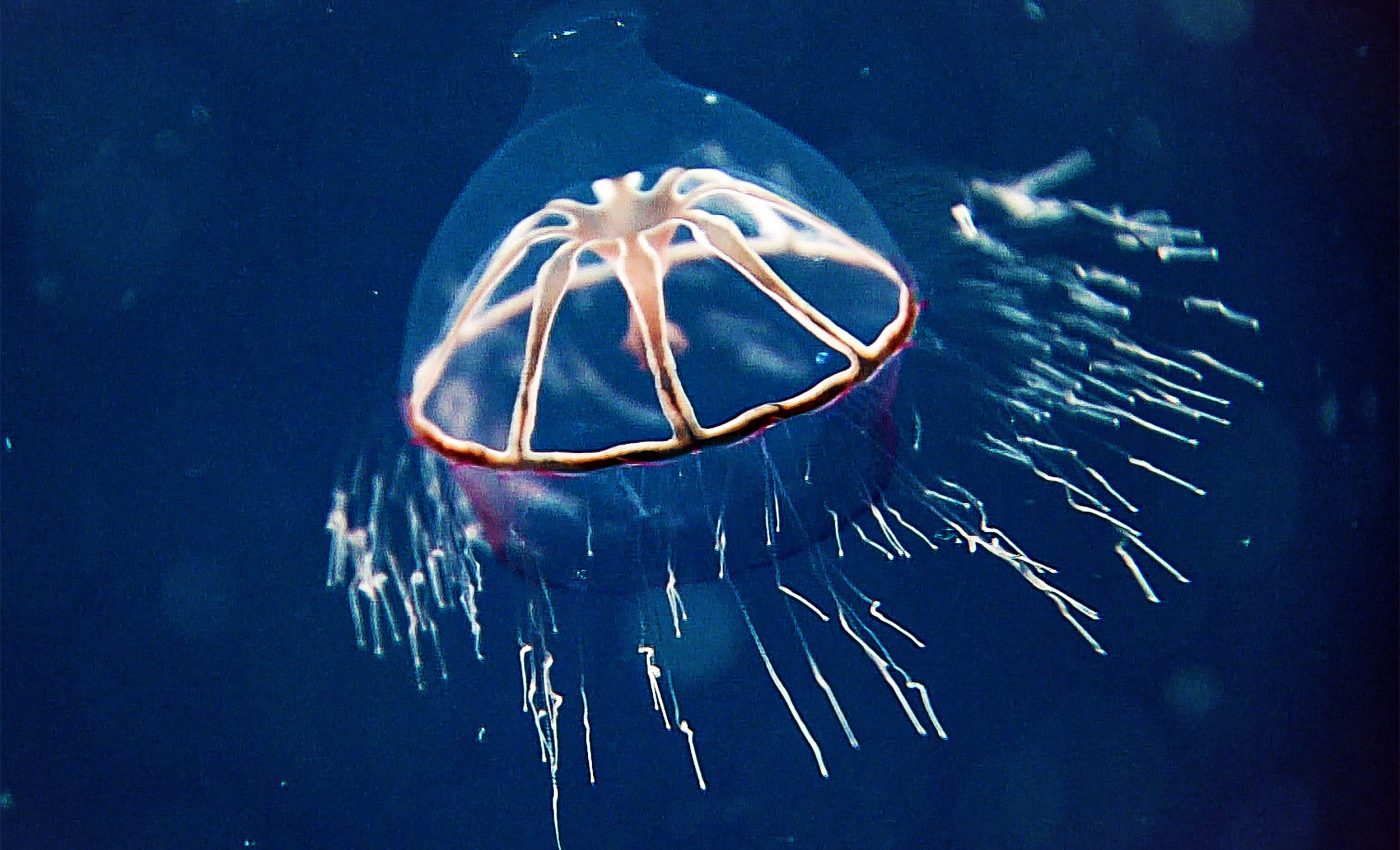 Invisible barrier discovered in the ocean that jellyfish won’t cross