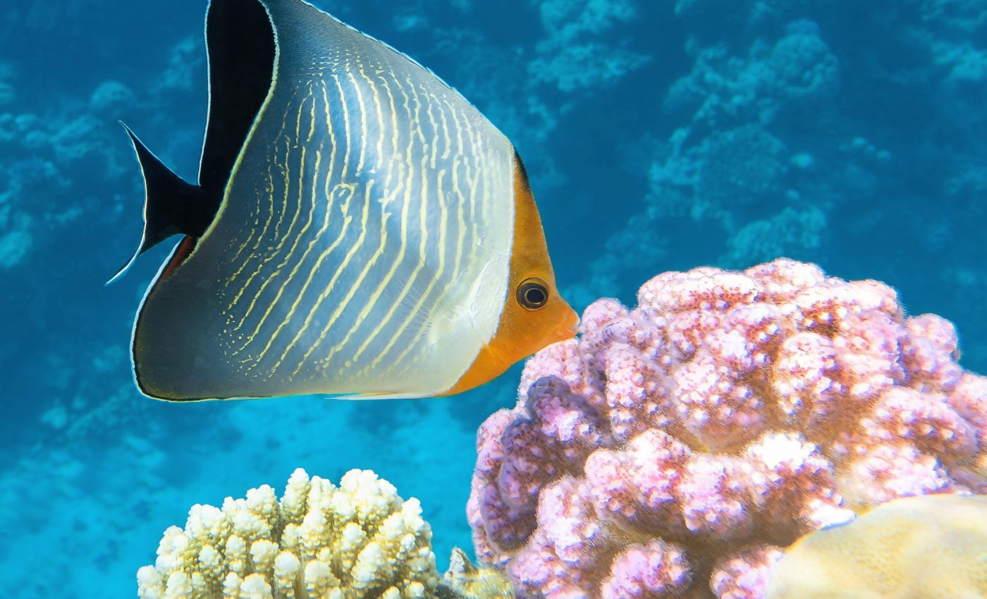 Hidden heat curve: A universal pattern links all of life on Earth