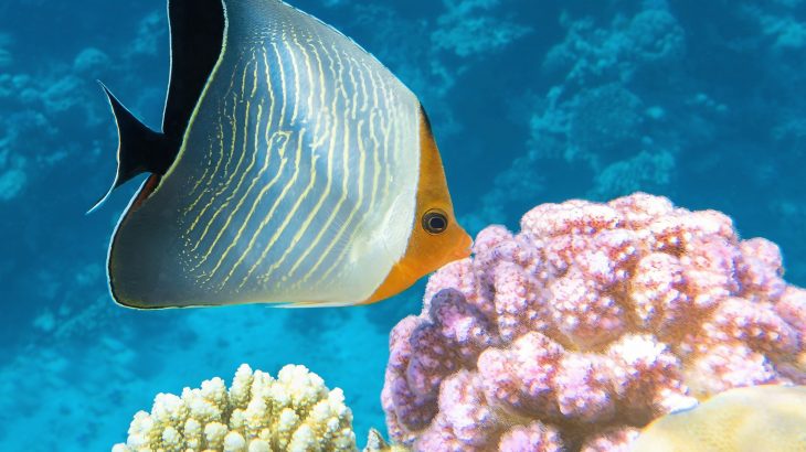 Hidden heat curve: A universal pattern links all of life on Earth