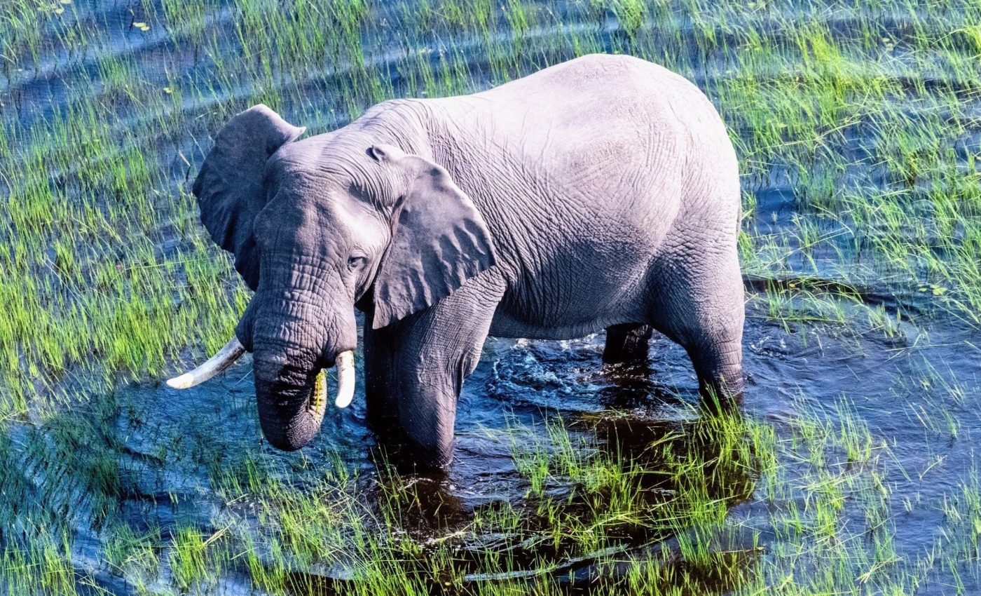 Drones are revealing the secret lives of elephants