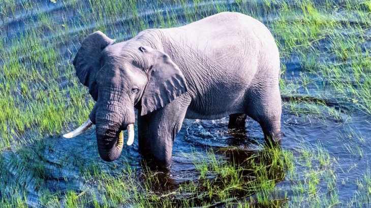 Drones are revealing the secret lives of elephants