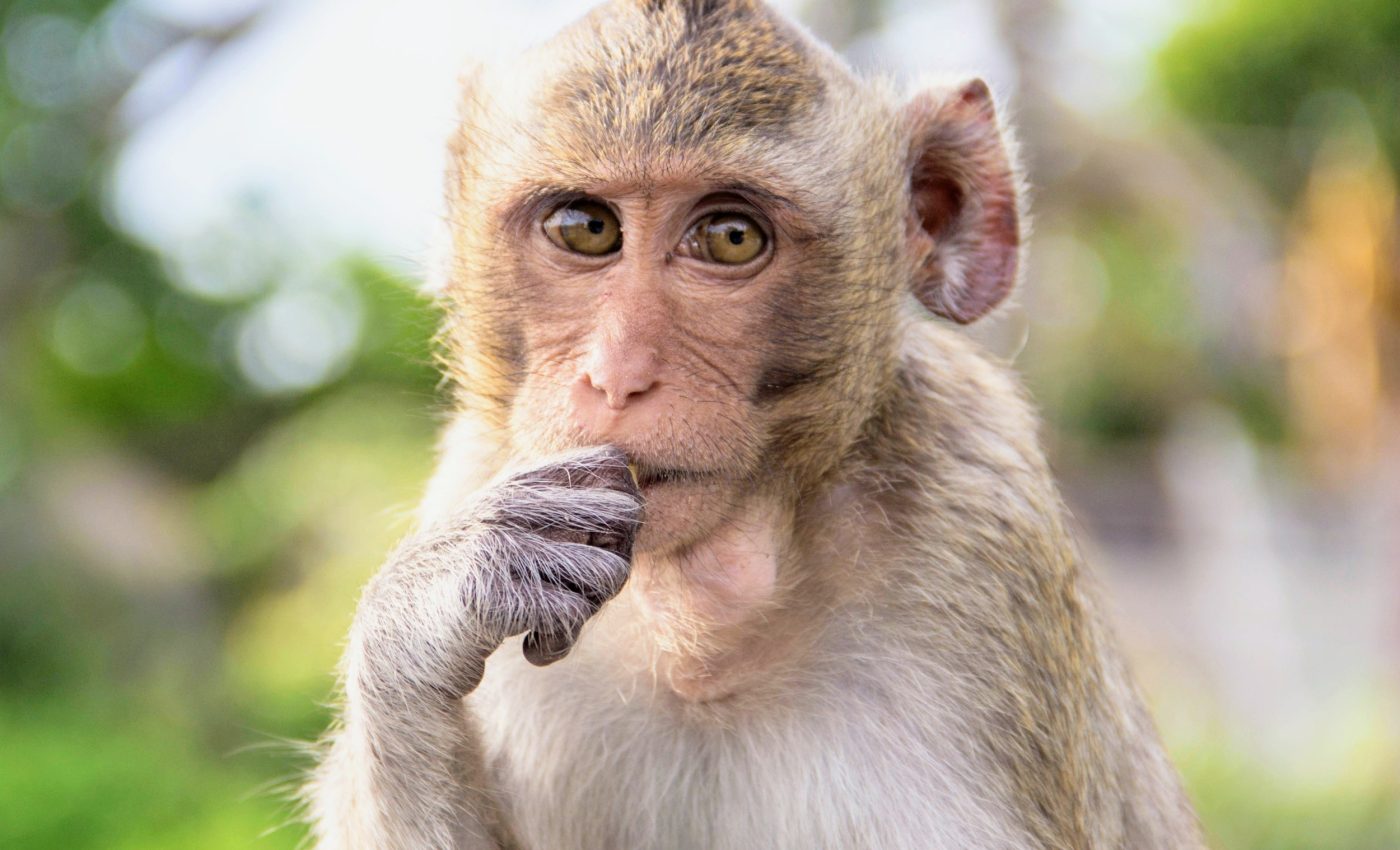 Flexible thinking relies on 'Lego blocks' in the brain