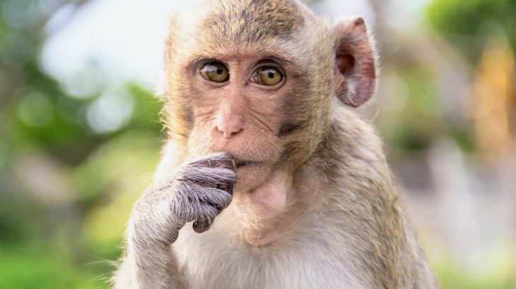 Flexible thinking relies on 'Lego blocks' in the brain