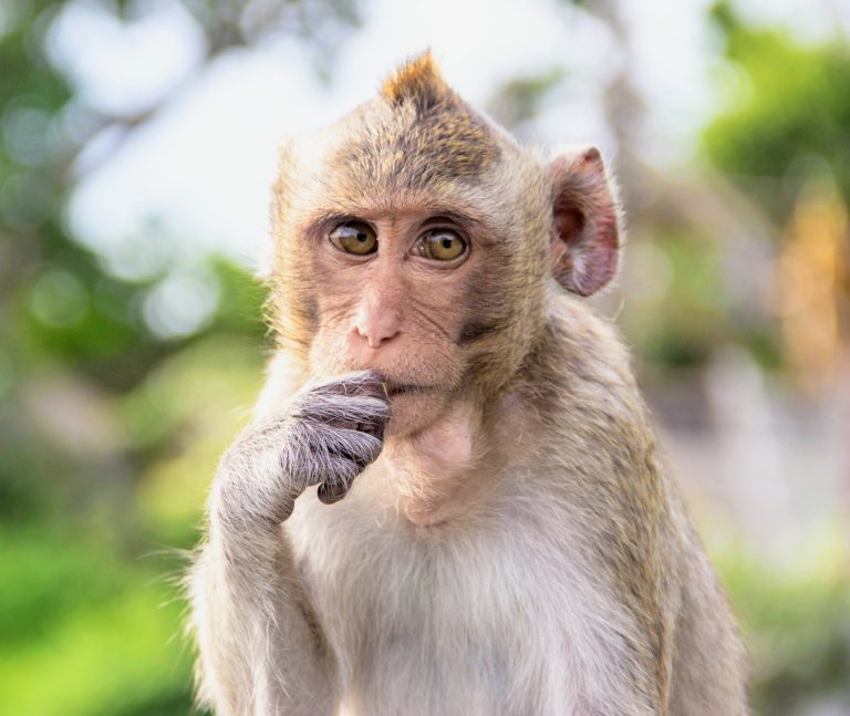 Flexible thinking relies on 'Lego blocks' in the brain