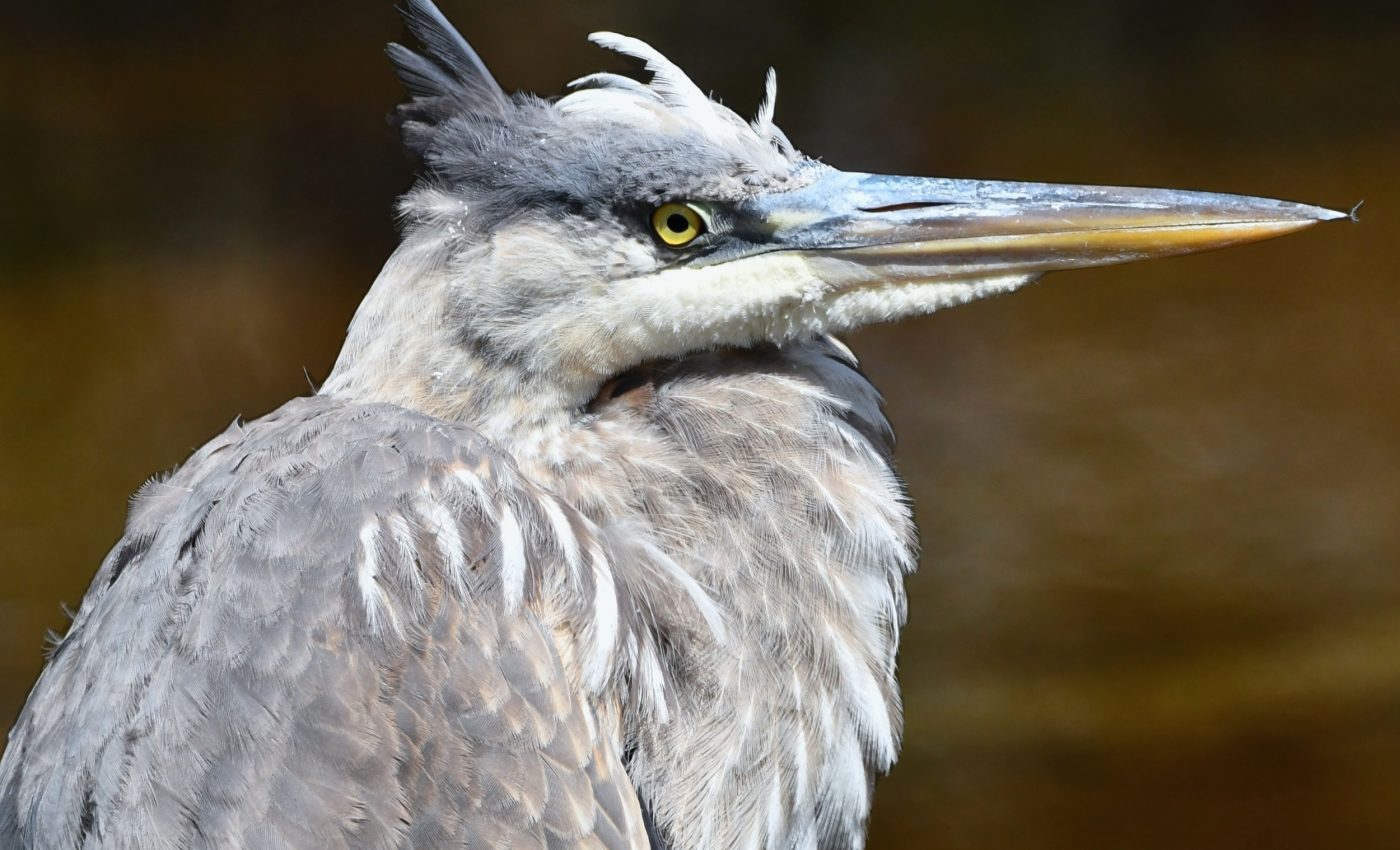 How did consciousness evolve? Bird brains offer new clues