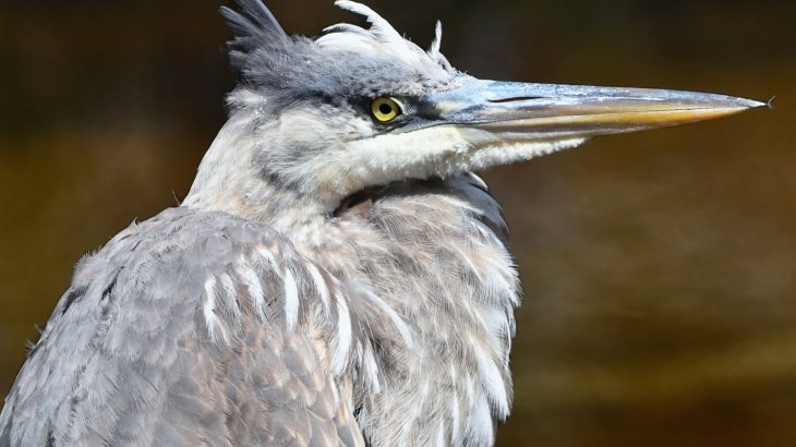 How did consciousness evolve? Bird brains offer new clues