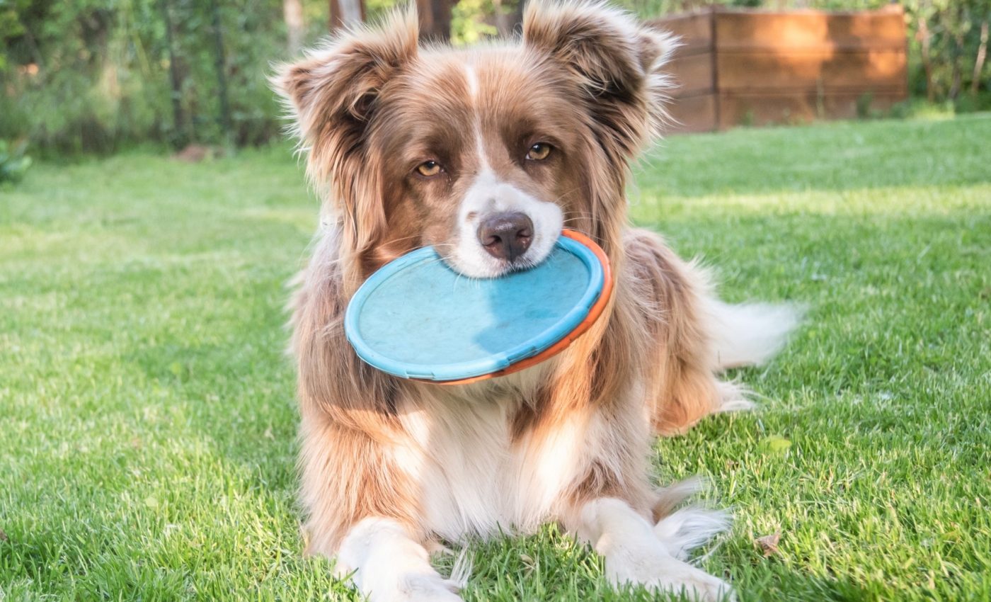 Some dogs can learn the names of hundreds of objects