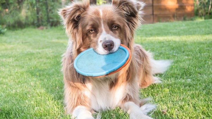 Some dogs can learn the names of hundreds of objects