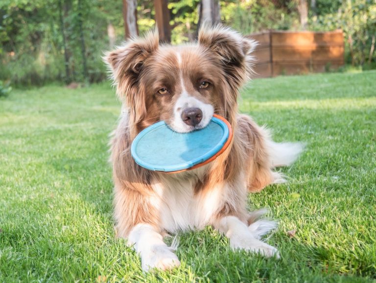 Some dogs can learn the names of hundreds of objects