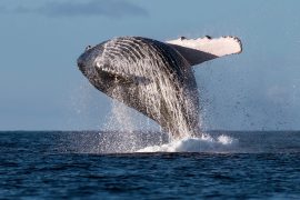 2025/12/Humpback-whales.jpg