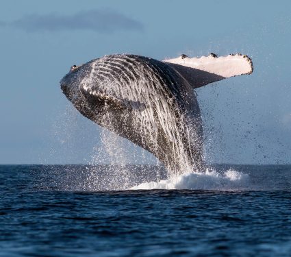 2025/12/Humpback-whales.jpg
