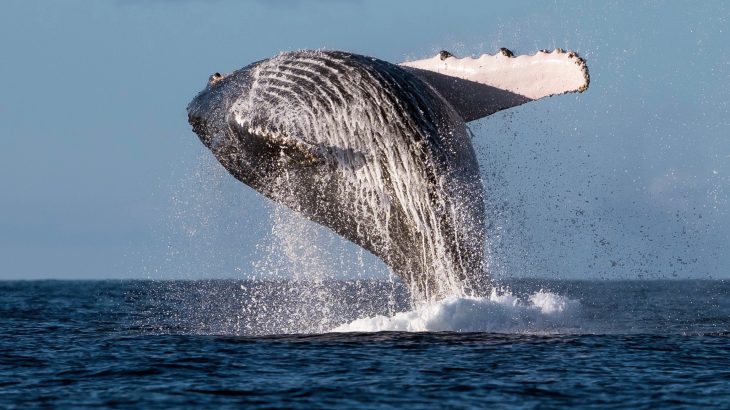 How humpback whales became a conservation success story