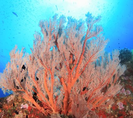 2025/12/Coral-reef-climate.jpg