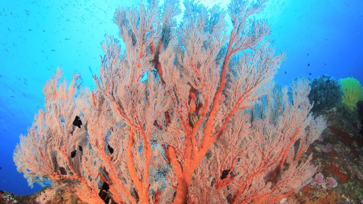 Coral reefs have regulated Earth's climate for millions of years