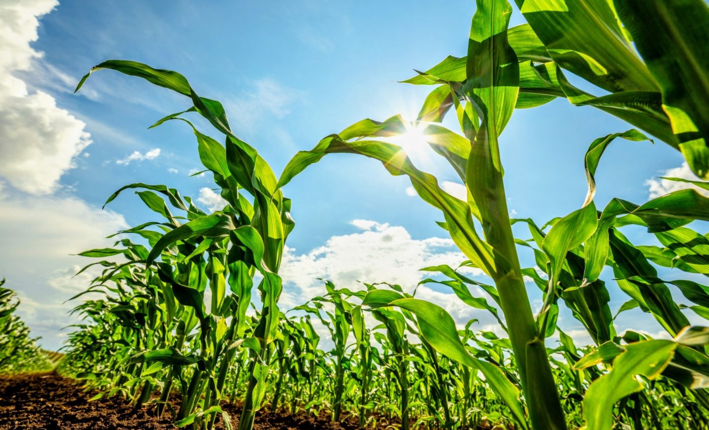 Modern corn diets are giving crop pests a dangerous new edge