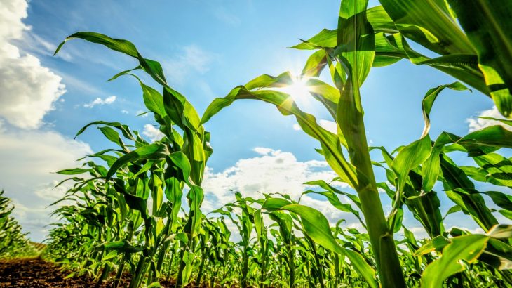 Modern corn diets are giving crop pests a dangerous new edge