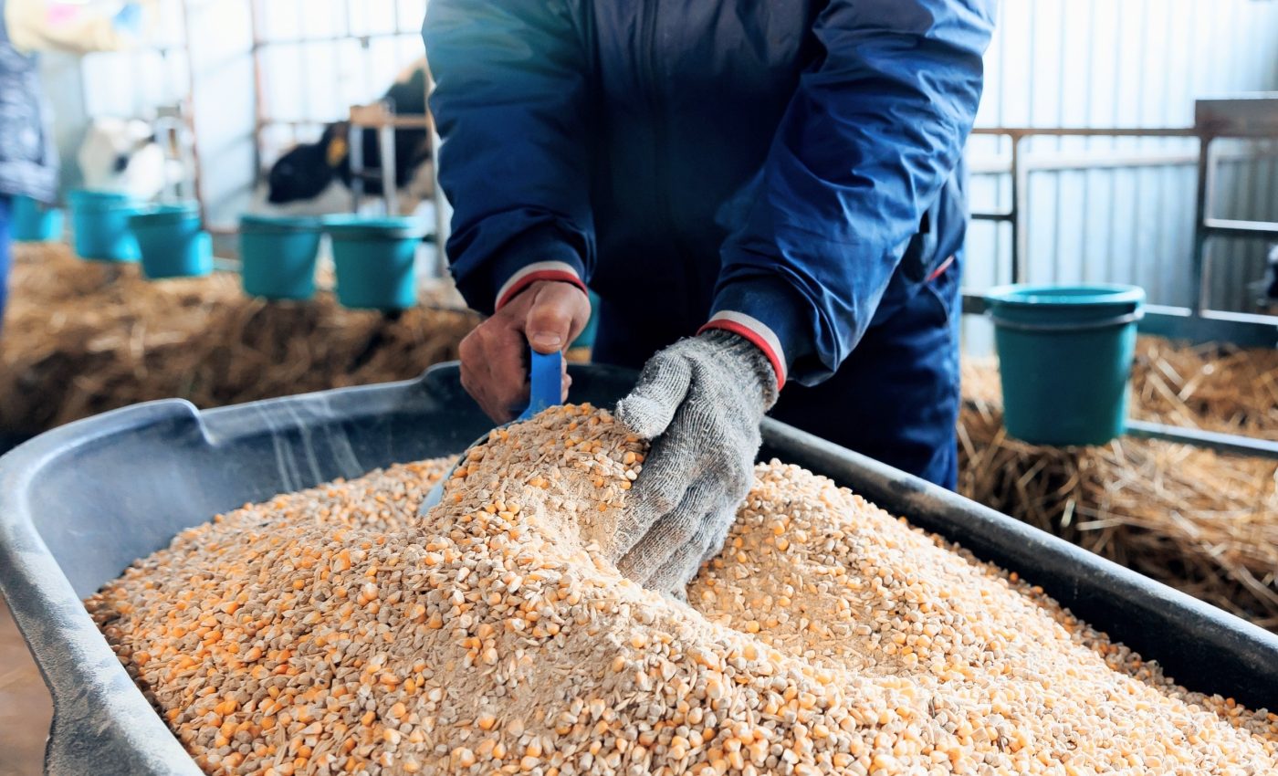 Cattle feed microplastics may contaminate meat and milk