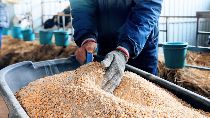 Cattle feed microplastics may contaminate meat and milk