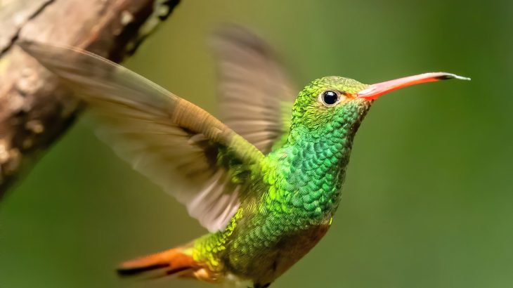 Bird services that keep ecosystems stable are vanishing