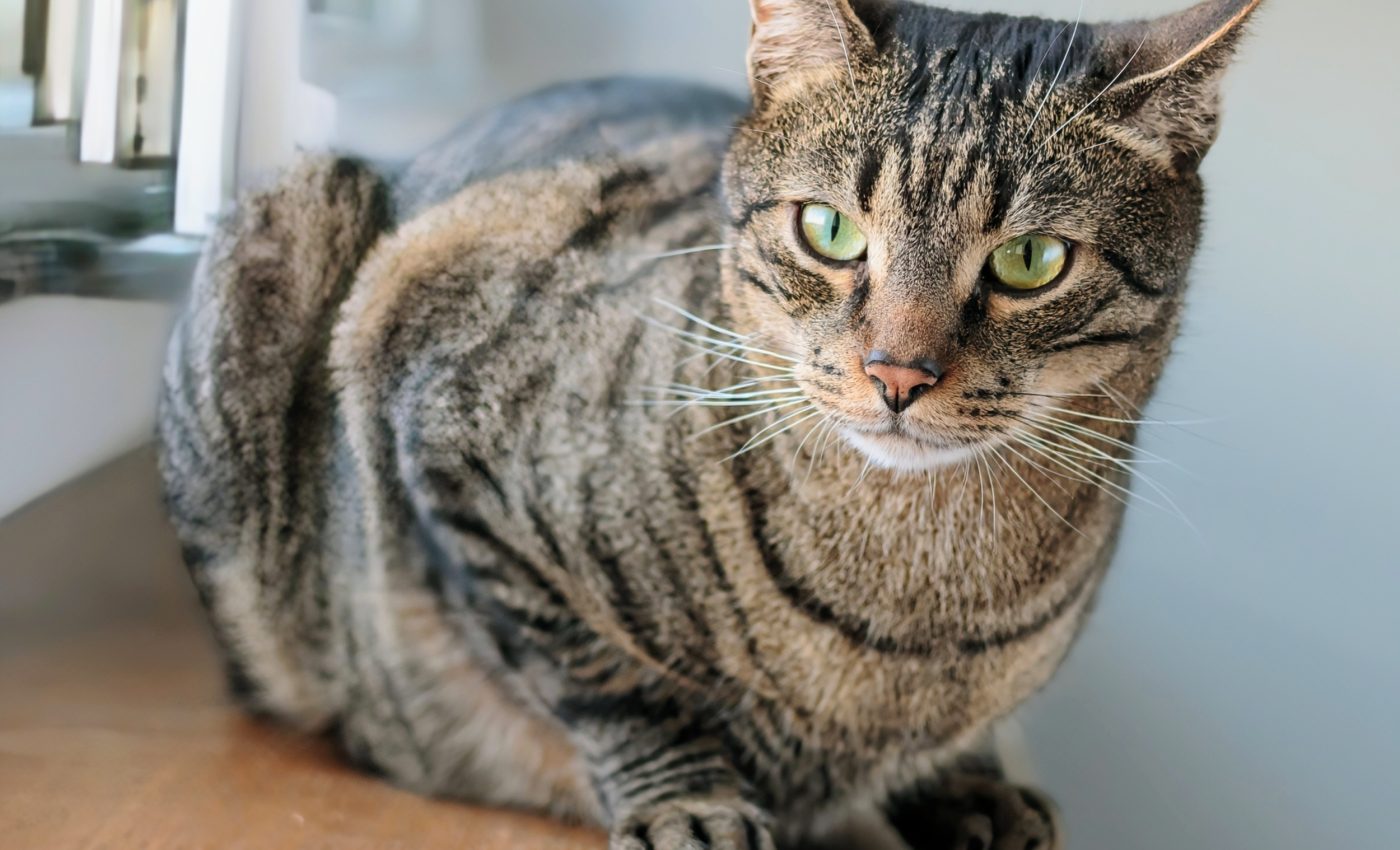 Ancient DNA rewrites the origin story of domestic cats