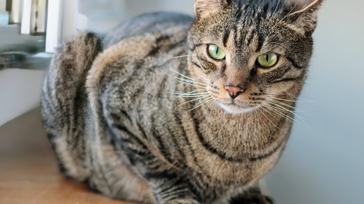 Ancient DNA rewrites the origin story of domestic cats