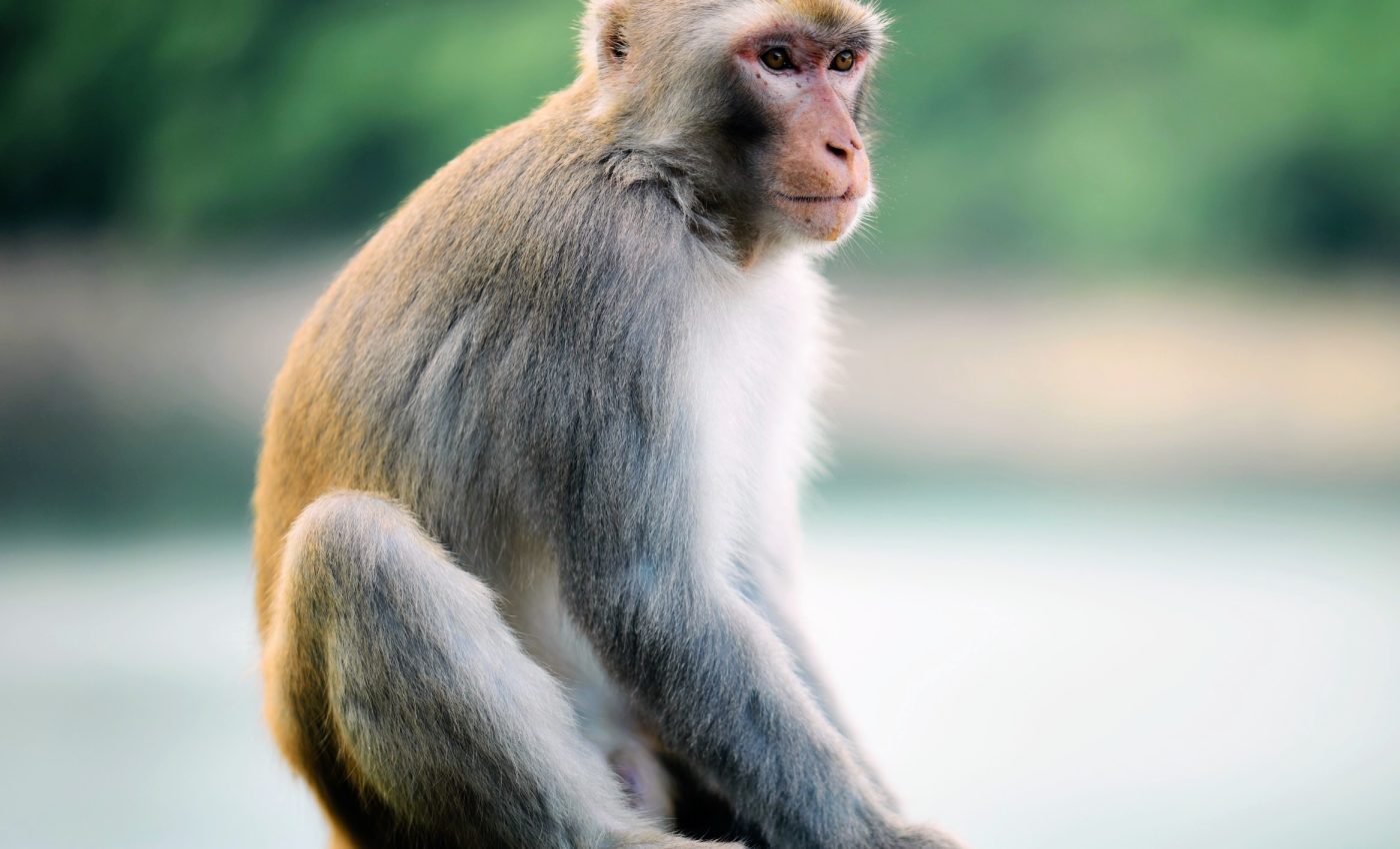 Monkeys that keep the beat: A new twist in musical evolution