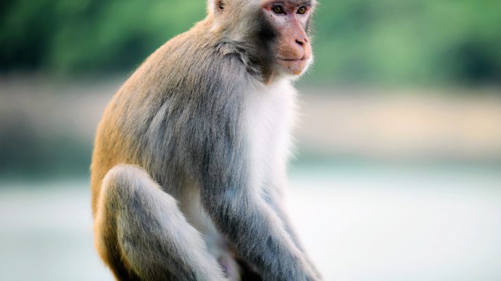 Monkeys that keep the beat: A new twist in musical evolution