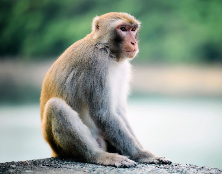 Monkeys that keep the beat: A new twist in musical evolution