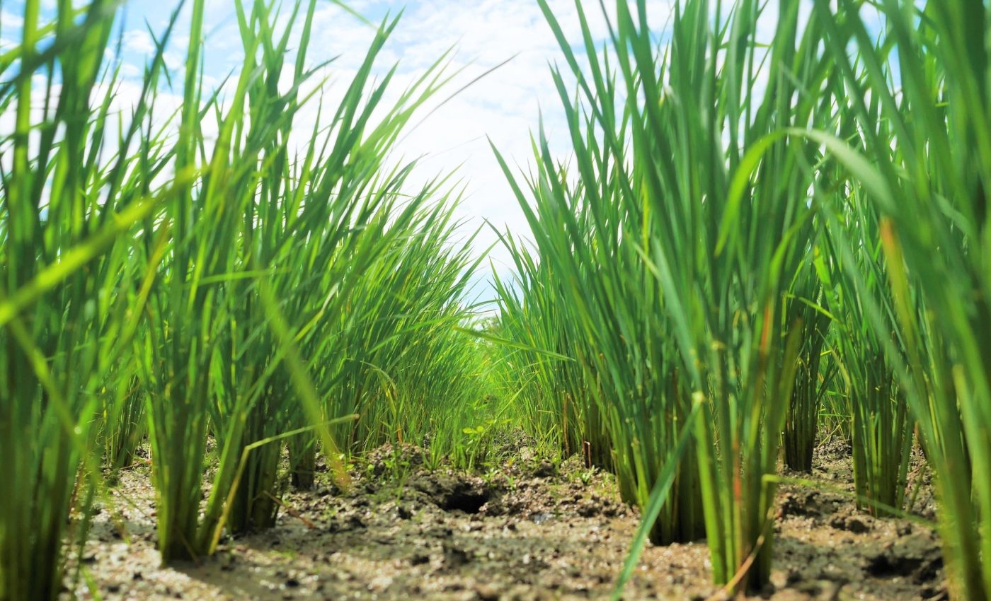 Rice plants toughen their roots to push through hard soil