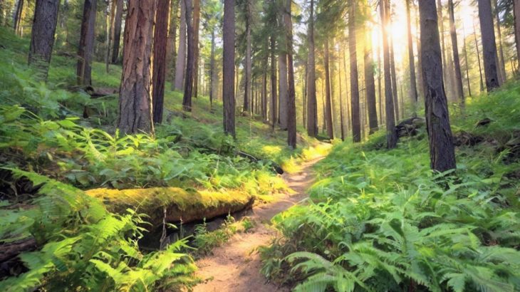 Hotter, drier soils are changing how forests breathe nitrogen