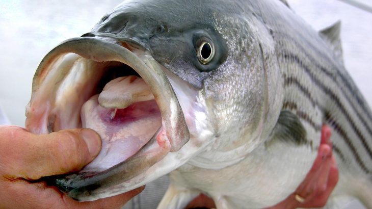Striped bass are in trouble - and new research reveals the cause